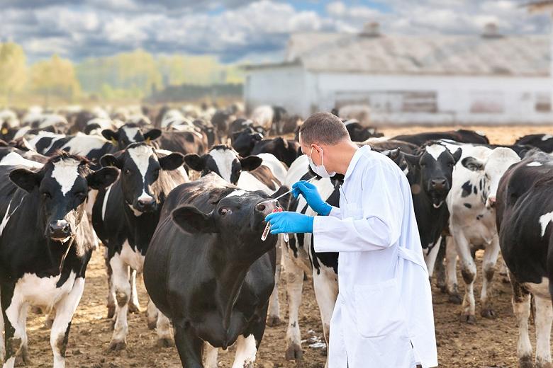 Поддержку молочного животноводства на Дону увеличат на 80%